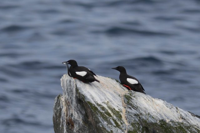 Guillemot à miroir / Black Guillemot